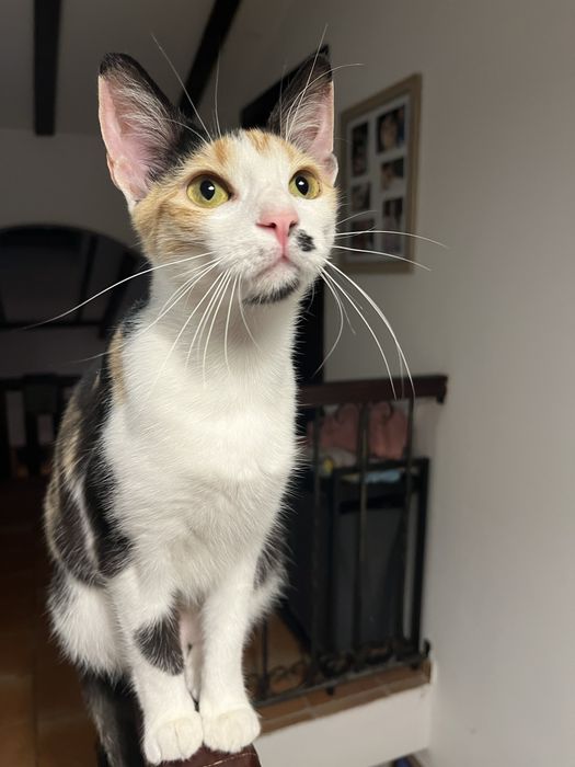 Pisicuta spre adoptie
