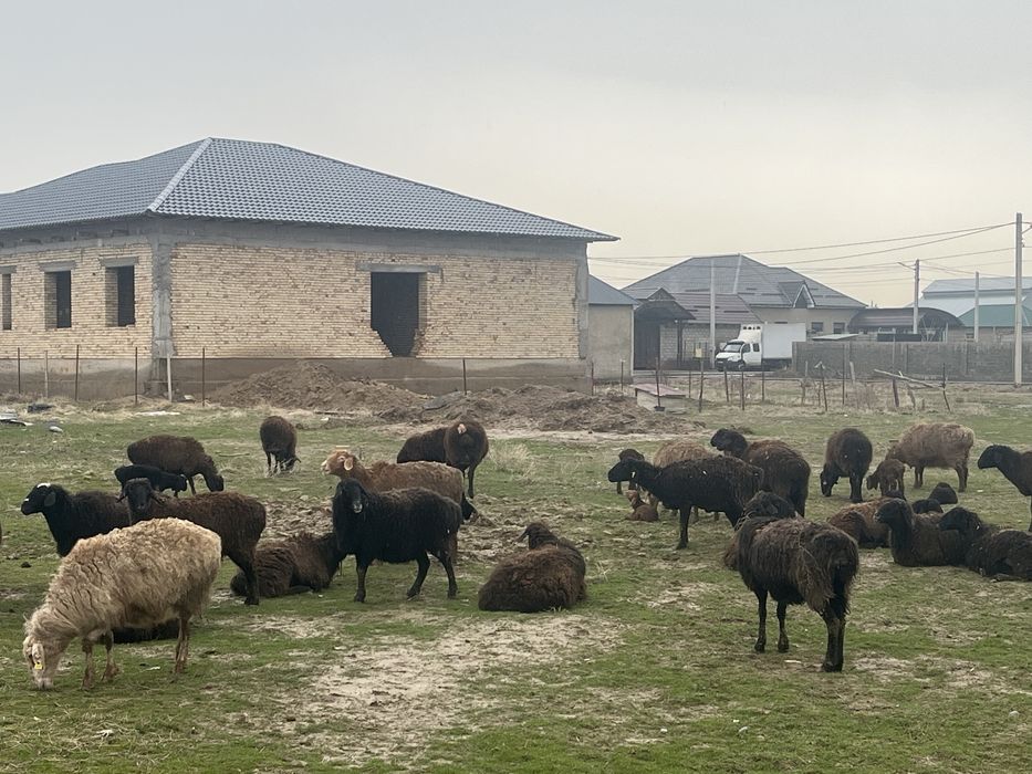 Козылы кой бар 11 бас