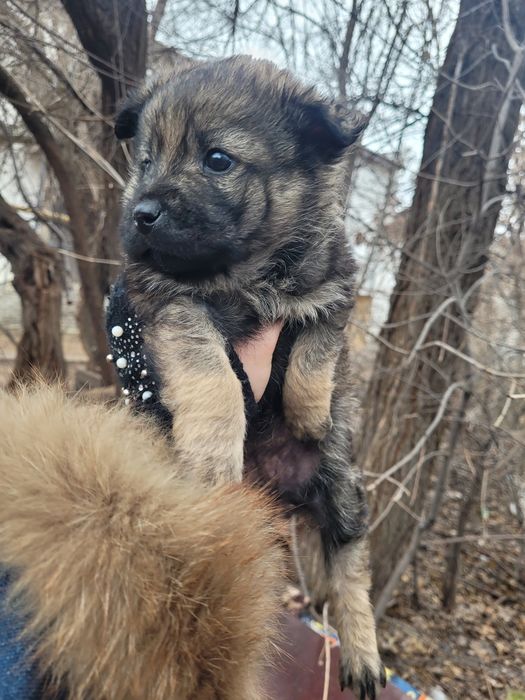 Милые девочки ищят дом