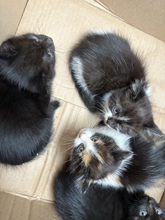 Котята бесплатно