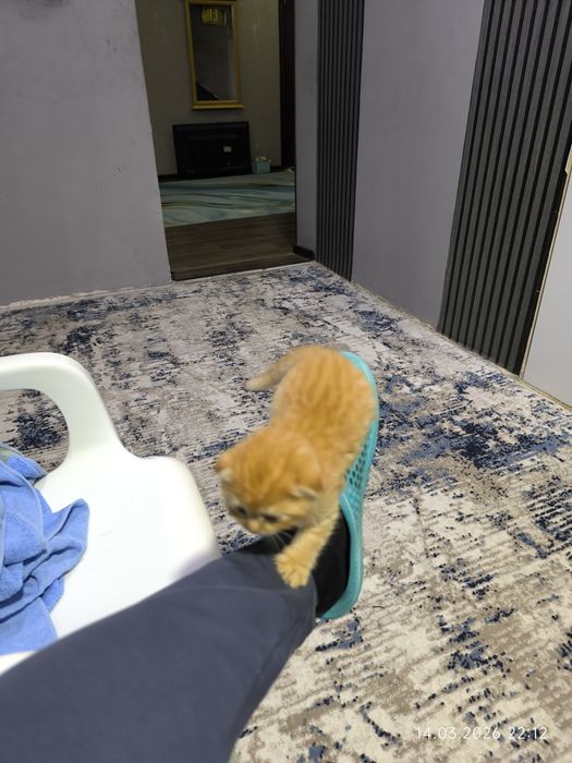 Котята породы Шотланскин вислоухие 20 дней