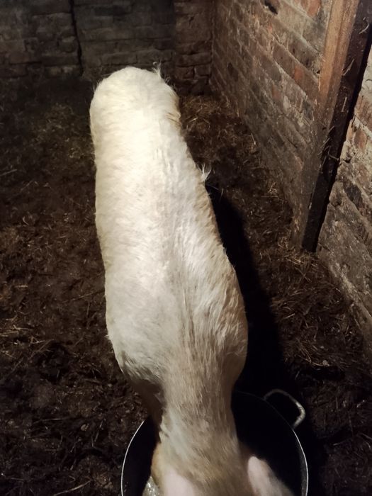 Продам 2х свинок возраст1,5 года