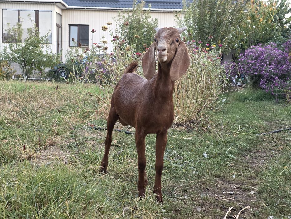 Теке лақ бес жарым айлық