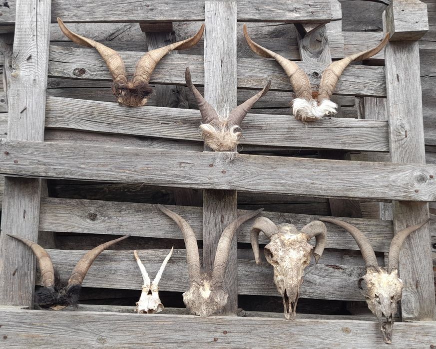 Трофей, рога !!!