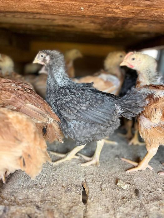 Pui rasa mixta si albi de carne