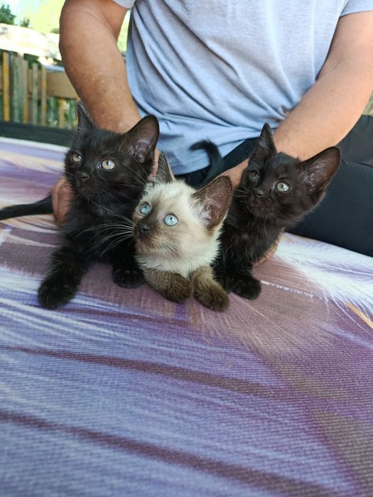 Отдам котят в добрые руки