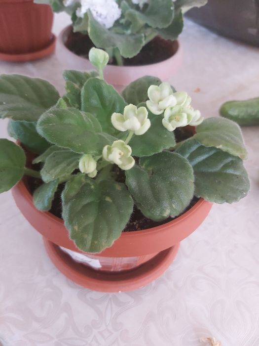 Продам комнатные цветы фиалки.