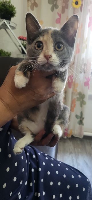 Отдам котят в хорошие руки