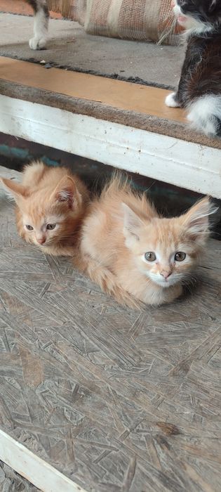 Отдам котят в хорошие ручки