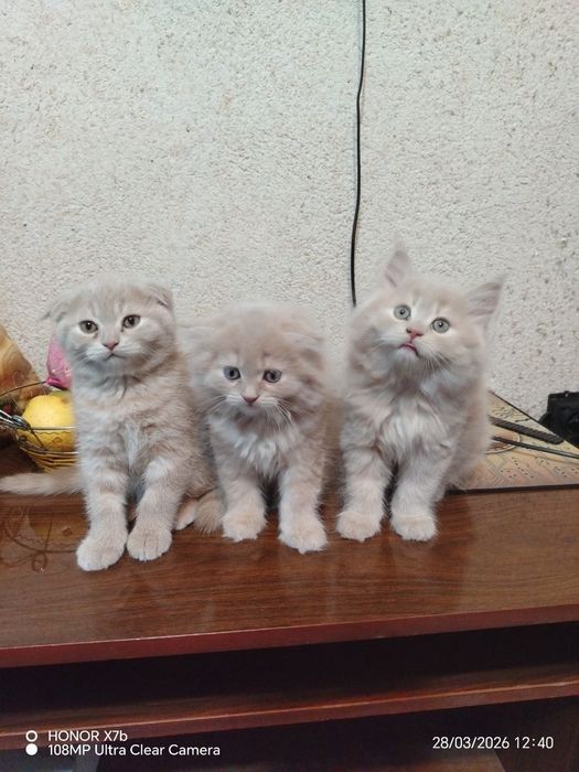 Продаются котята красавчики