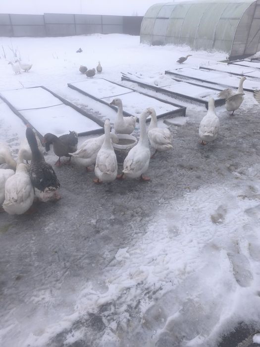 Продам гусей живьём