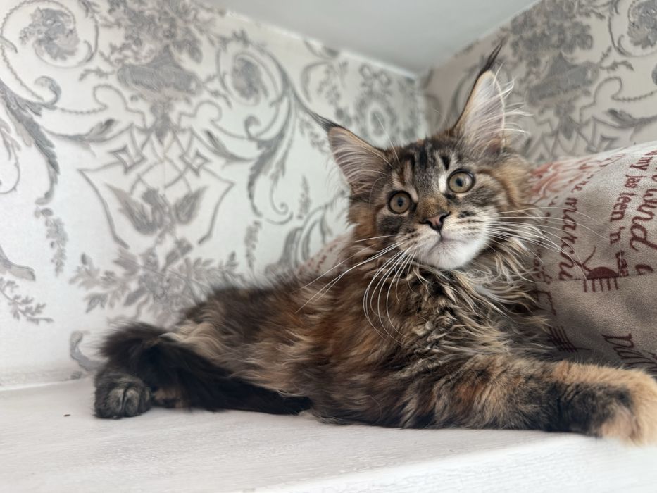 Котенок мейн-кун девочка 3 месяца