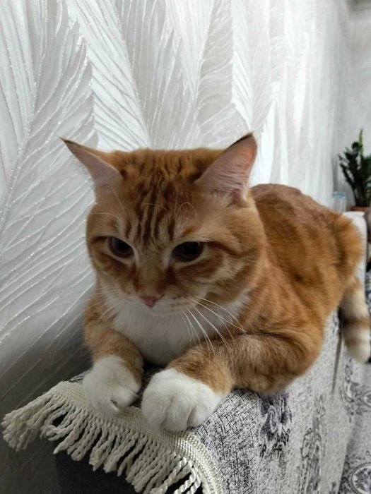 шикарный кот шикарный кот