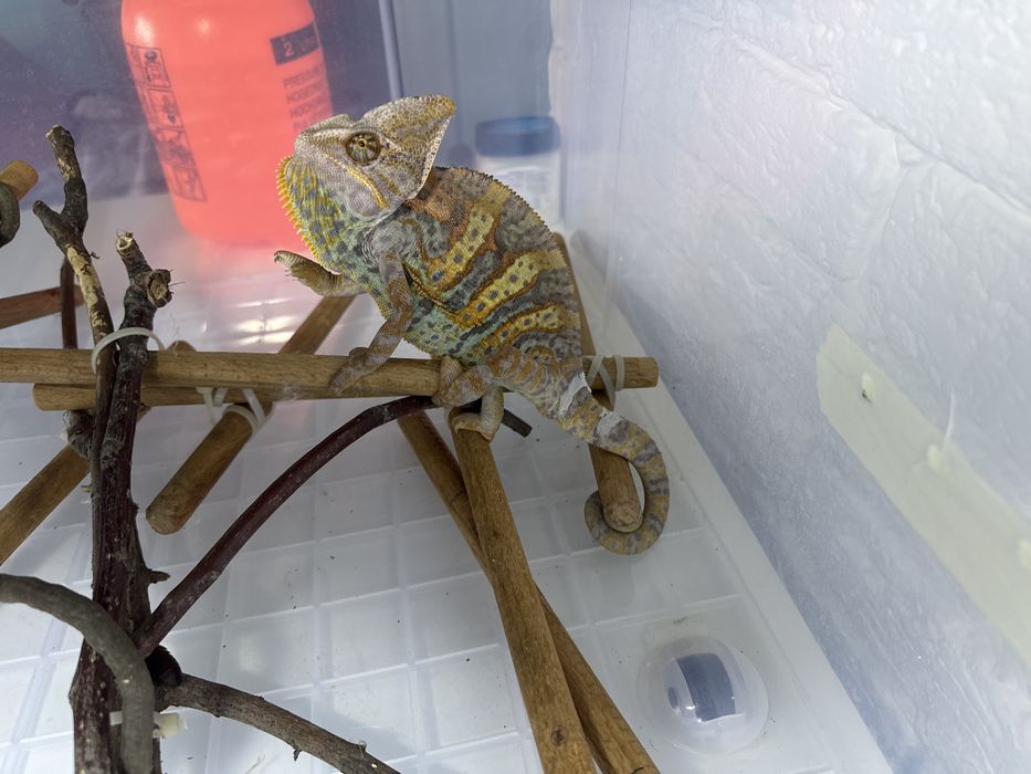 Йеменский хамелеон