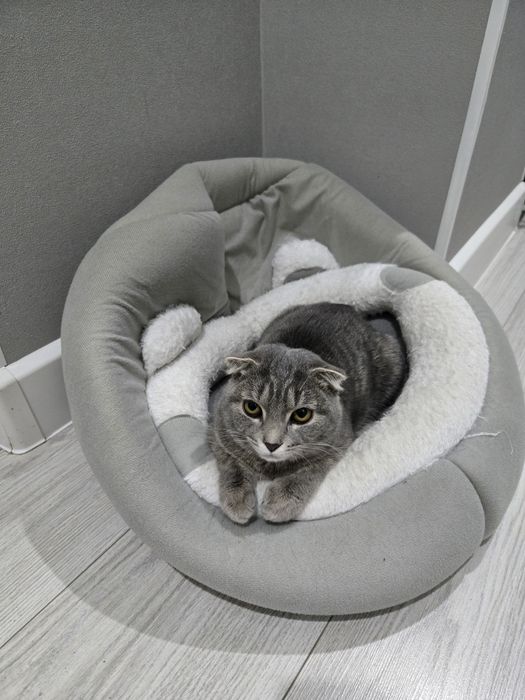 Шотландская вислоухая кошка