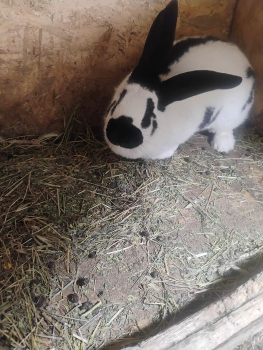 Uriaș pestriț german