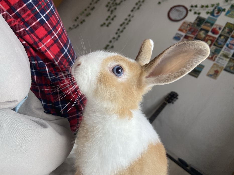 Декоротивный кролик