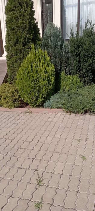 Садовник — приведу ваш участок в порядок