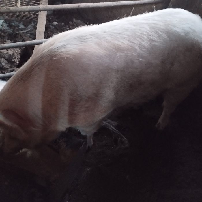 Продам кабана на племя