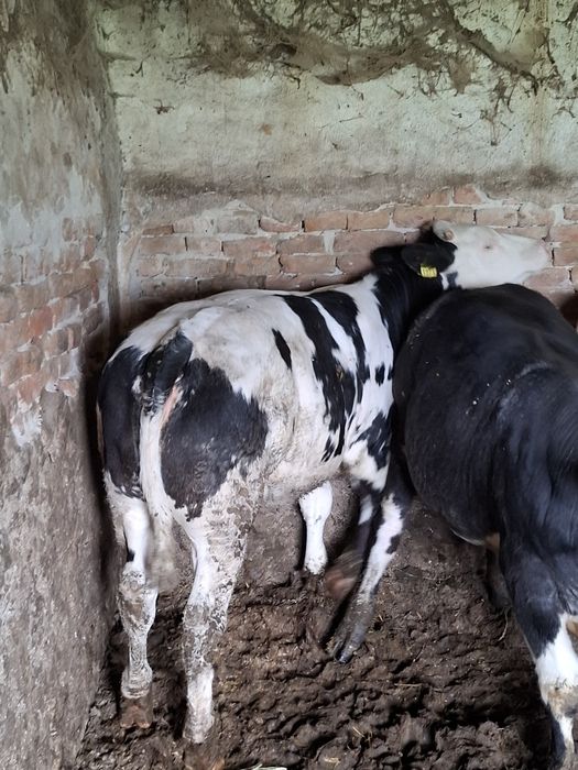 Vițeii de boxă de vînzare
