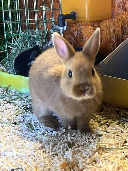 Кролики элитной породы