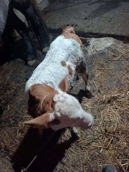 De vanzare vitel de 3 săptămâni