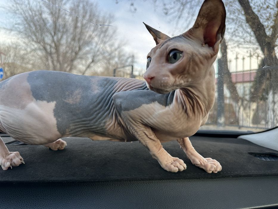 Кошечка сфинкс продам