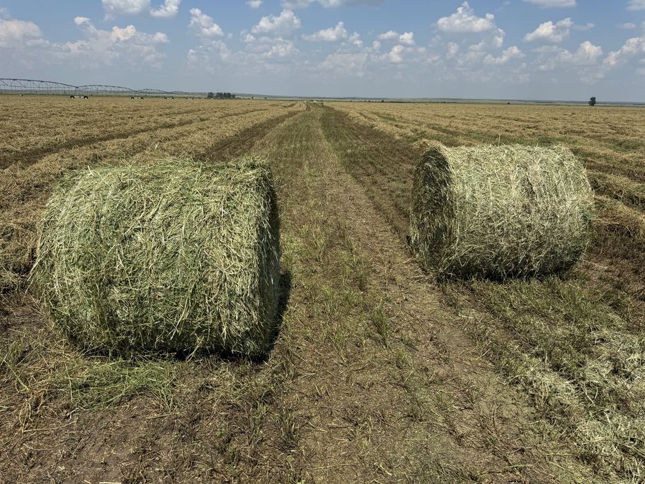 Сено Люцерны , в рулонах , продам
