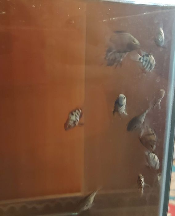 Продаётся аквариумные рыбки разные аксессуары