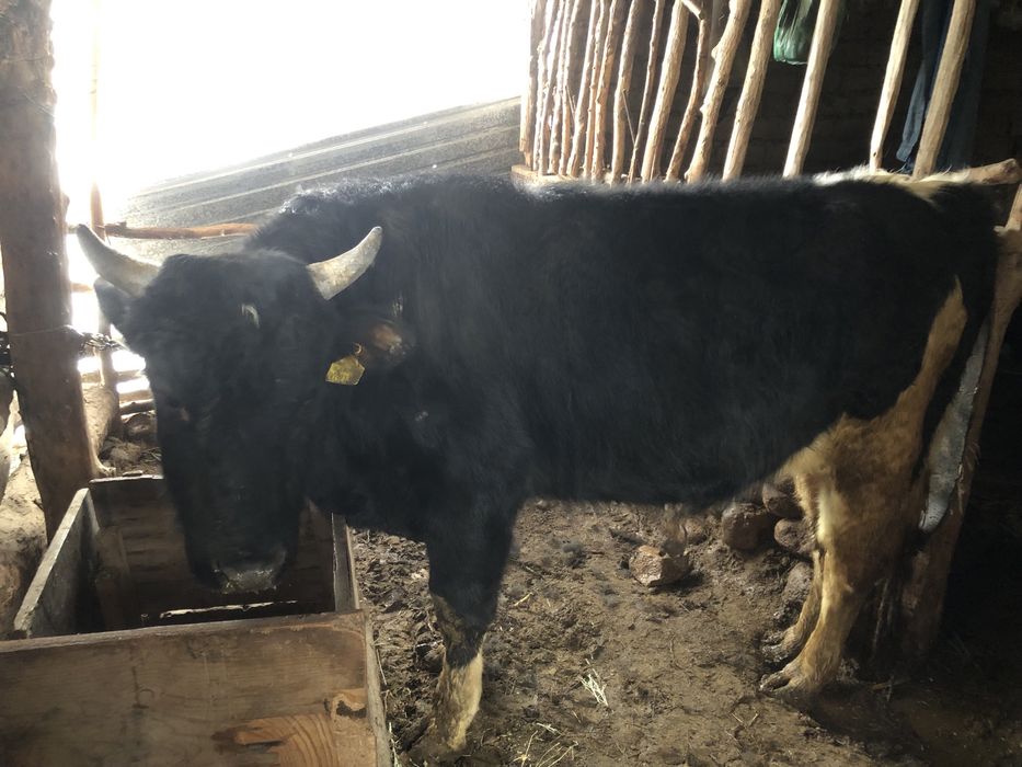 Бұқа еті жақсы бордақфда түрған мал