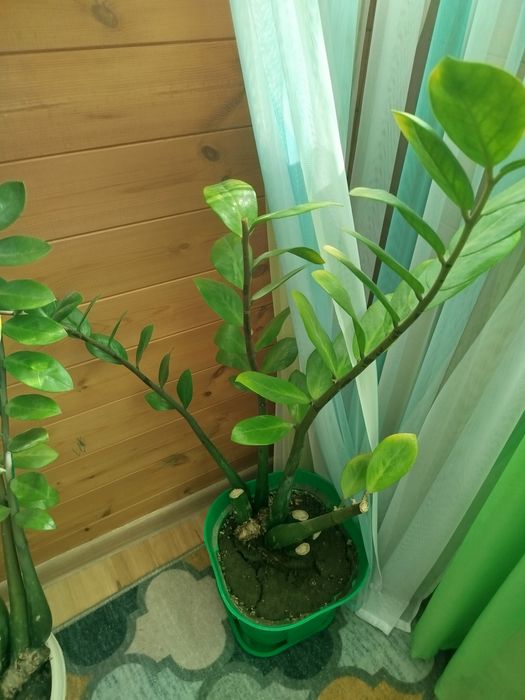 Продам замиакулькас