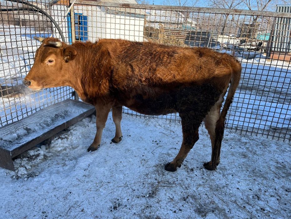 Продам корову и теленка