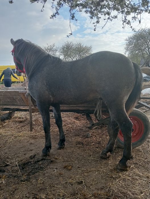 Vând mânz de 3 ani blând.