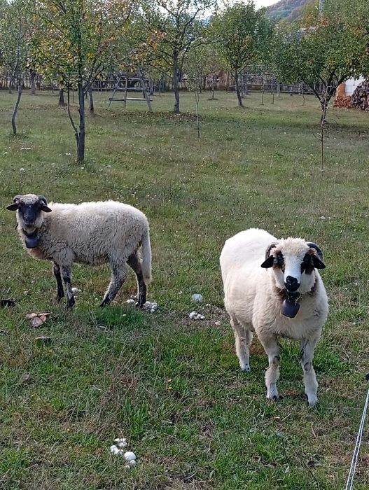 Vand 2 din 3 miei