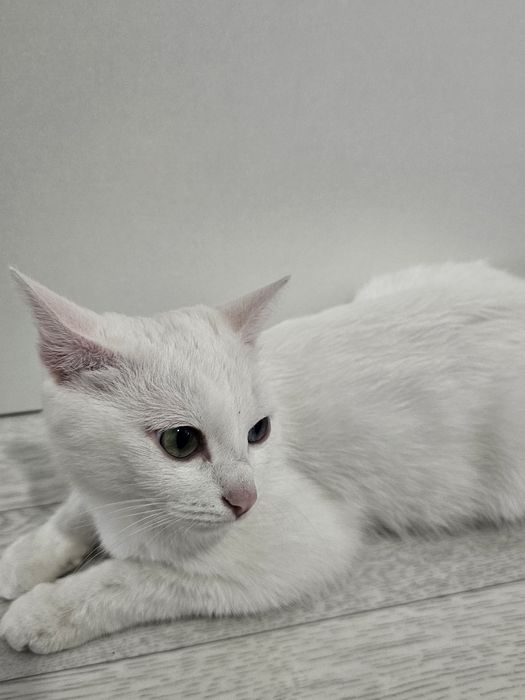 Кошка Анниса.ищем кота для вязки