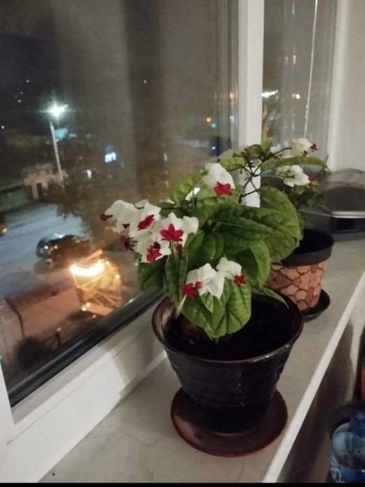 Продам комнатные цветы