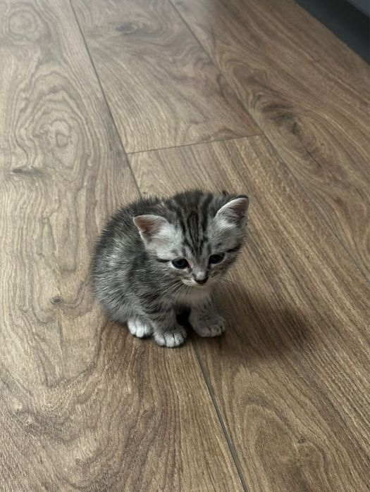 Отдадим котят в добрые руки