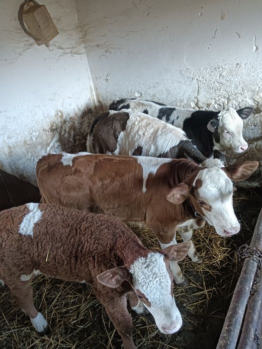 Viței de vânzare