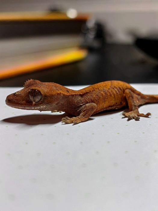 Cameleon/gecko/agama