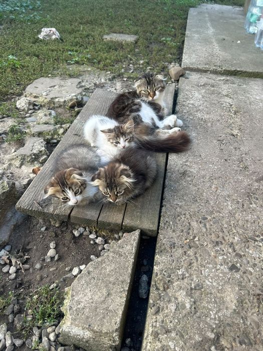 Pisici spre adopție