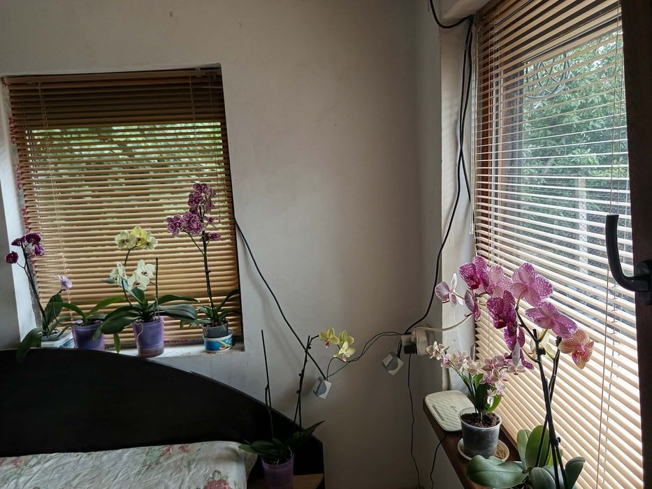 Продавам орхидеи