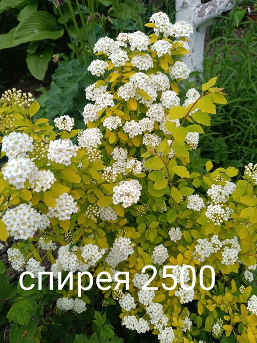 Продам хосты разный