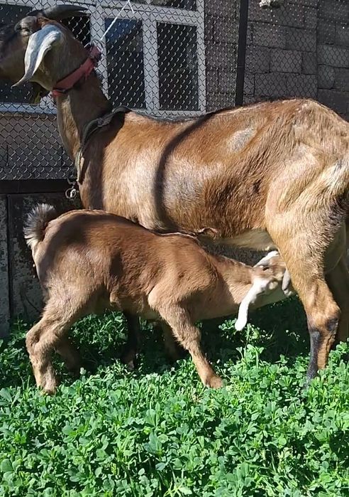 АнглоНубийский ешкі Қойға бартер