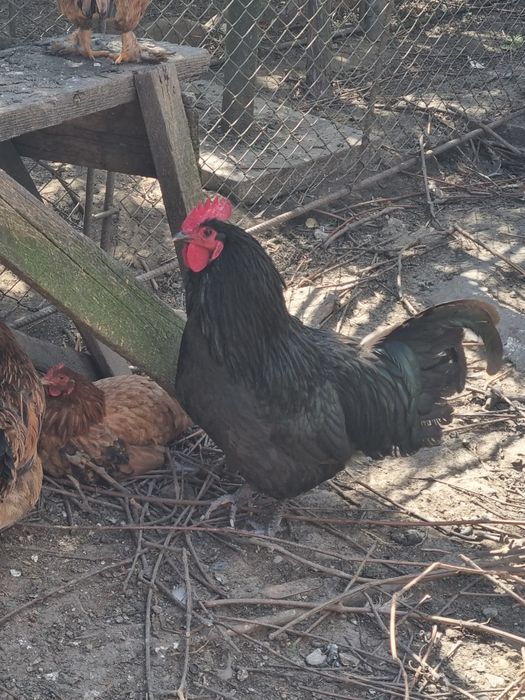 Vand cocos australorp negru