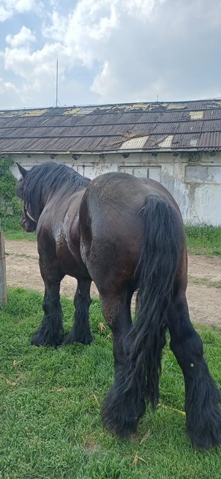 Vand armăsar de 4 ani