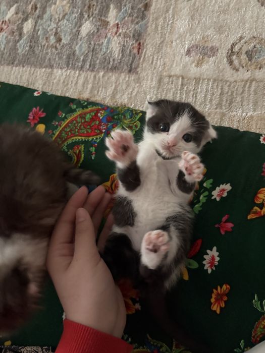 Шотландский веслоухий котенок