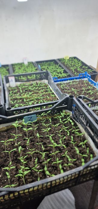 Рассада помидор перца