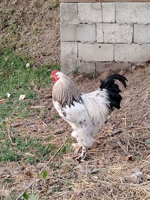 Brama xoʻroz 1 yosh
