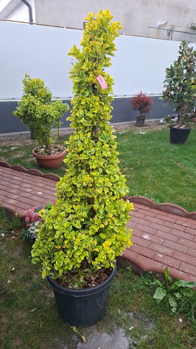 Gazon rulou plante ornamentale pentru gradina