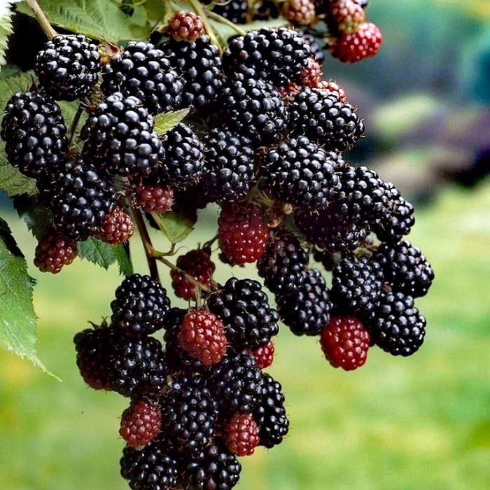 Продам саженцы Ежемалины и Малины